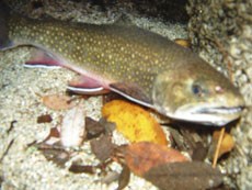 Brook trout swimming in a creek Brook trout swimming in a creek