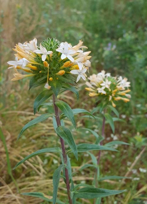 Large-Flowered Collomia (Collomia grandiflora)