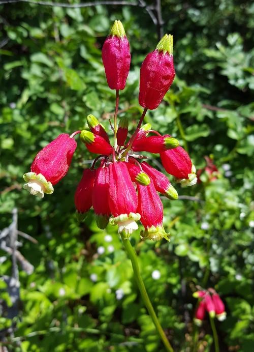 Dichelostemma ida-maia - Firecracker Flower