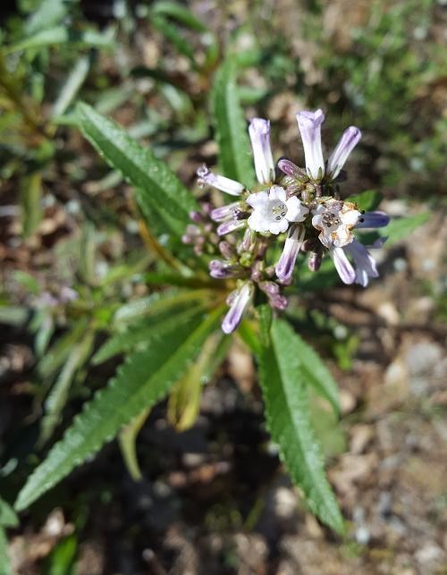 Eriodictyon californicum - Yerba Santa