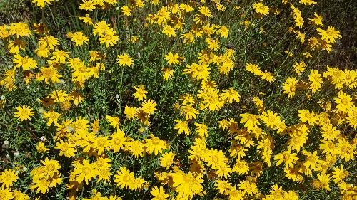 Eriophyllum lanatum - Common Woolly Sunflower