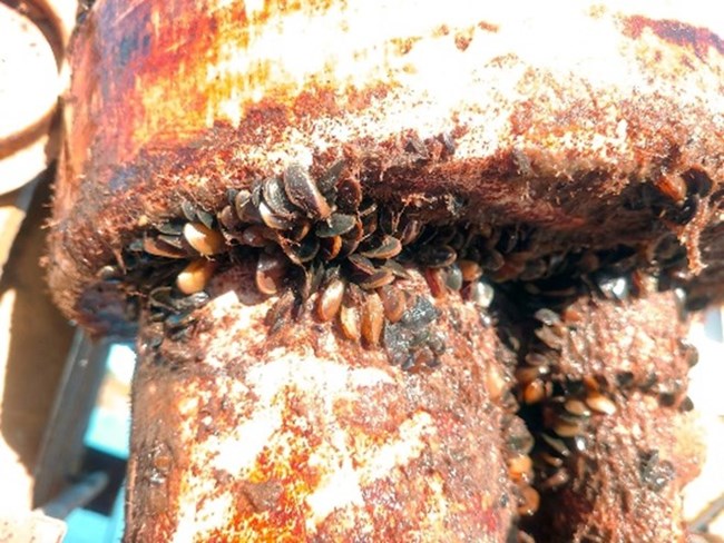 golden mussel infestation