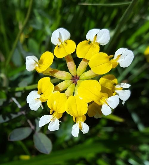 Hosackia pinnata - Pinnate Lotus