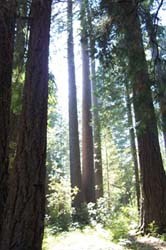 Conifer forest with some low growing shrubs