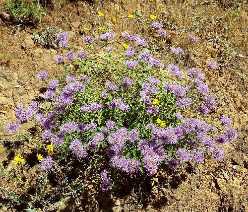 Monardella sheltonii - Coyote Mint