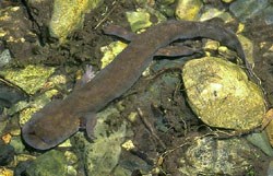 Pacific Giant Salamander swimming in a creek