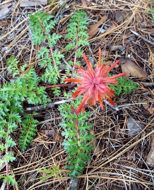 Pedicularis densiflora - Warrior's Plume