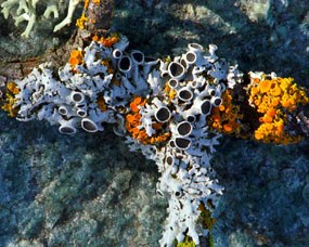 Two lichens growing on a boulder in the park
