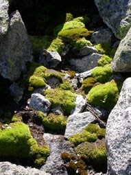 Bryophytes growing on boulders