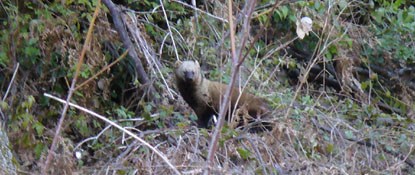 Pacific fisher at Brandy Creek Pacific fisher at Brandy Creek