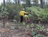 firefighters hand thinning shrubs