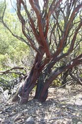 large whiteleaf manzanita