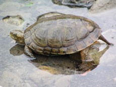 Western pond turtle at the edge of a creek Western pond turtle at the edge of a creek