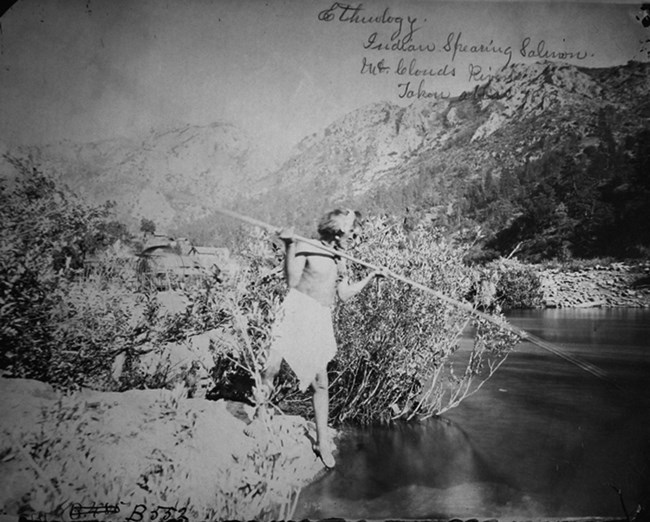 A Wintu man spear fishing for salmon in the 1870s. Black and white photo.