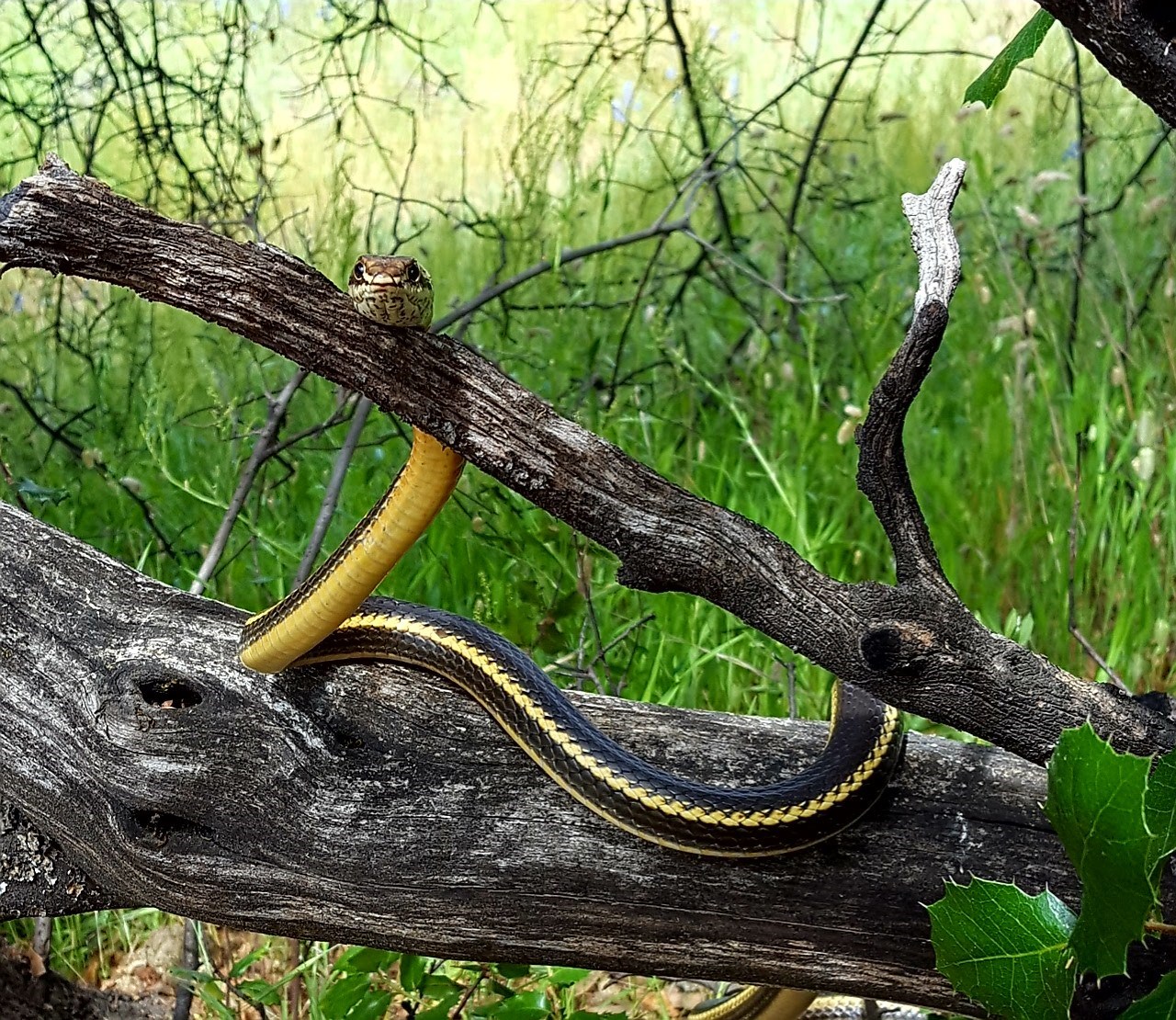 California whipsnake