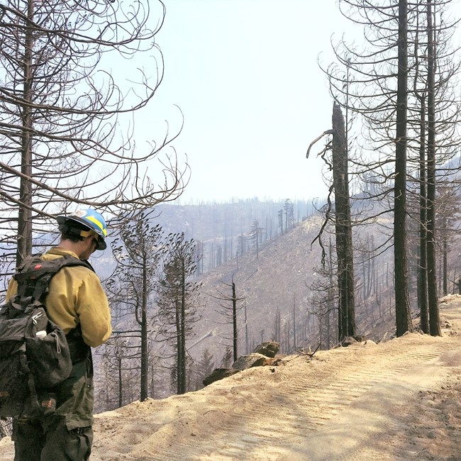 Firefighter standing in 100% burned forest of Whiskeytown