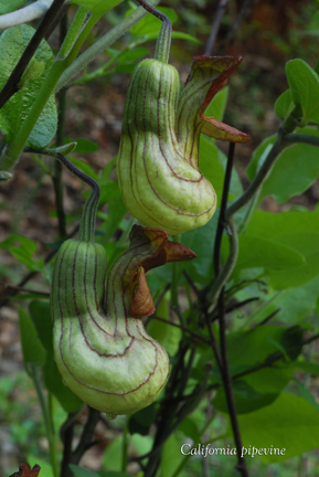 California pipevine from Whiskeytown