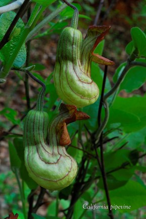 California pipevine from Whiskeytown