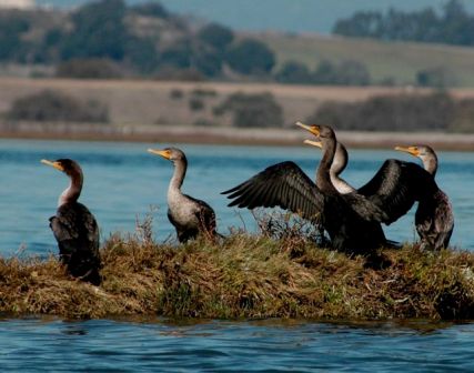 Double-crested Cormorants