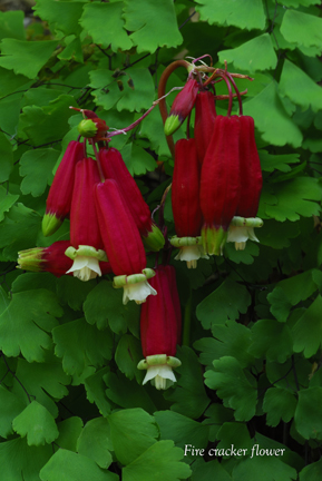 Firecracker flower from Whiskeytown