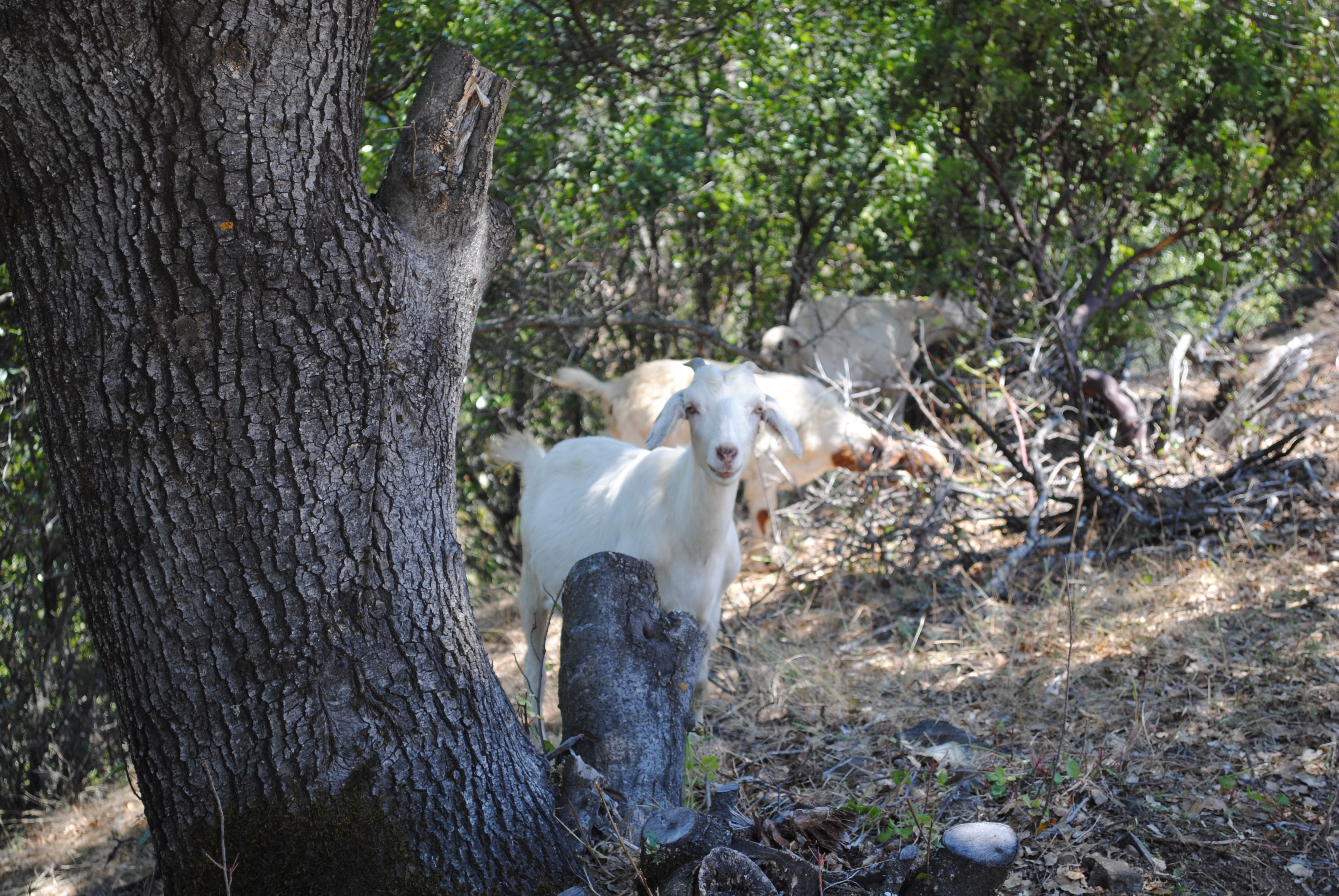 Goat at Tower House Historic District