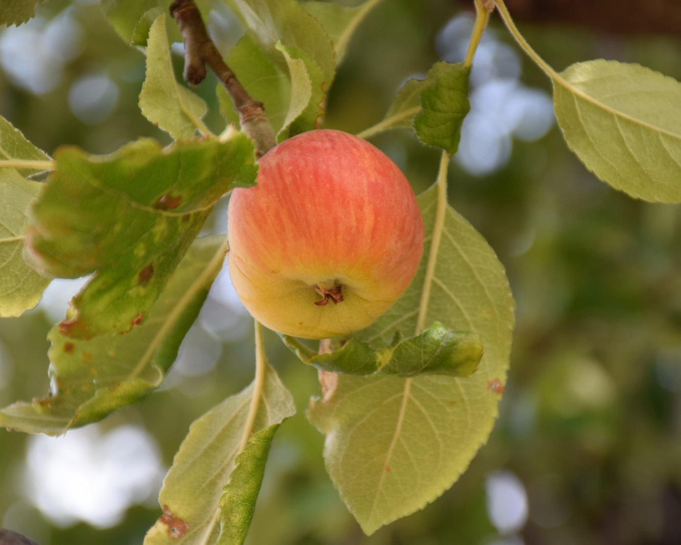 Heirloom apple Heirloom Apple