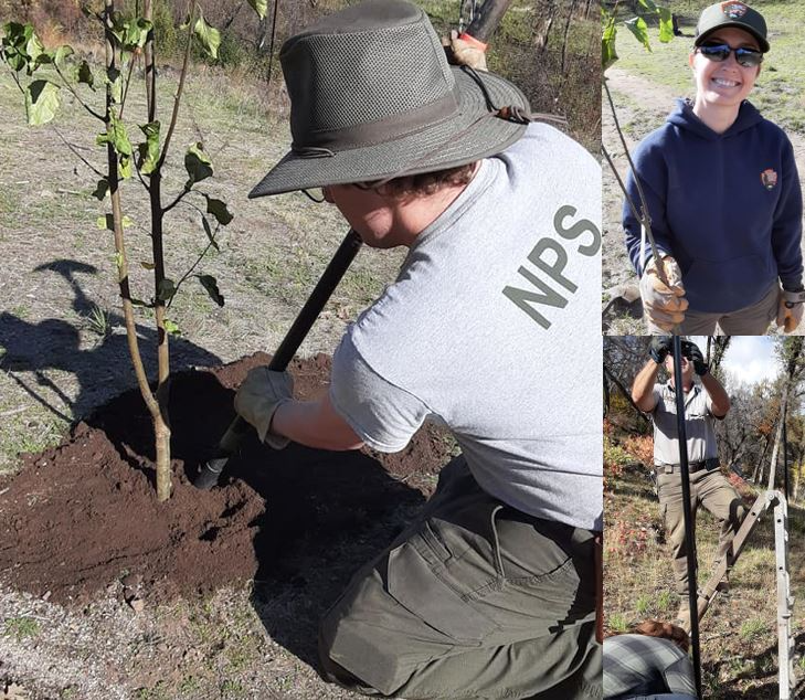 Orchard Crew Whiskeytown employees planting apple trees, all smiles, and installing the deer fence.
