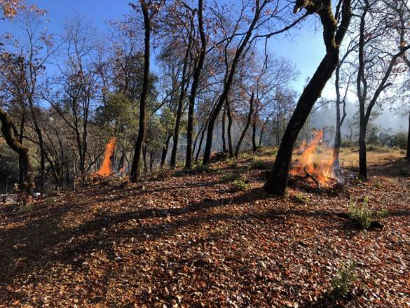 Pile Burning Piles of brush on fire in a stand of trees.