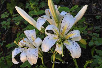 Washington lily from Whiskeytown