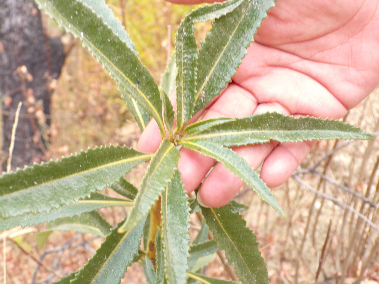 Leaves of the Yerba Santa Plant Yerba Santa plant being held by a hand