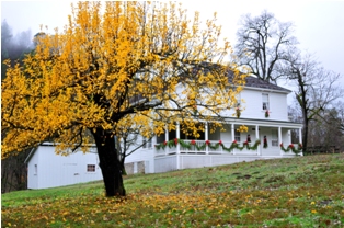 A photo of a "Lady Apple" tree in front of Whiskeytown's historic Camden House