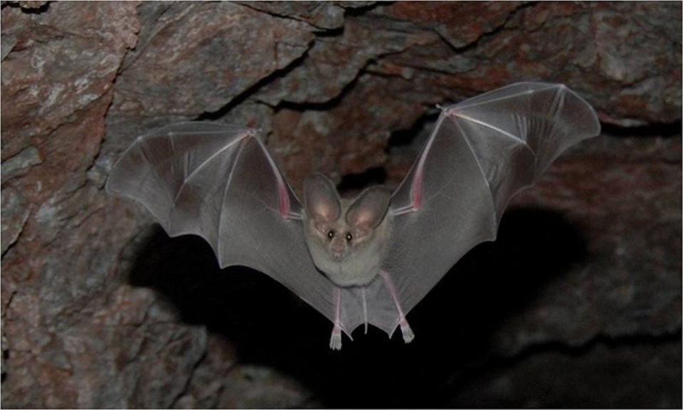 A bat in an abandoned mineshaft. White-nose syndrome (WNS) has led to major declines in several species of bats.