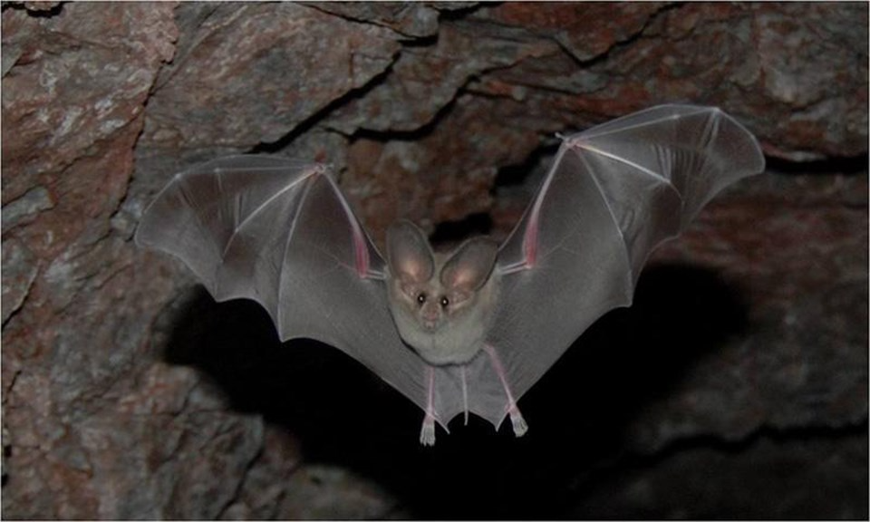 thumbnail_image A bat in an abandoned mineshaft. White-nose syndrome (WNS) has led to major declines in several species of bats.