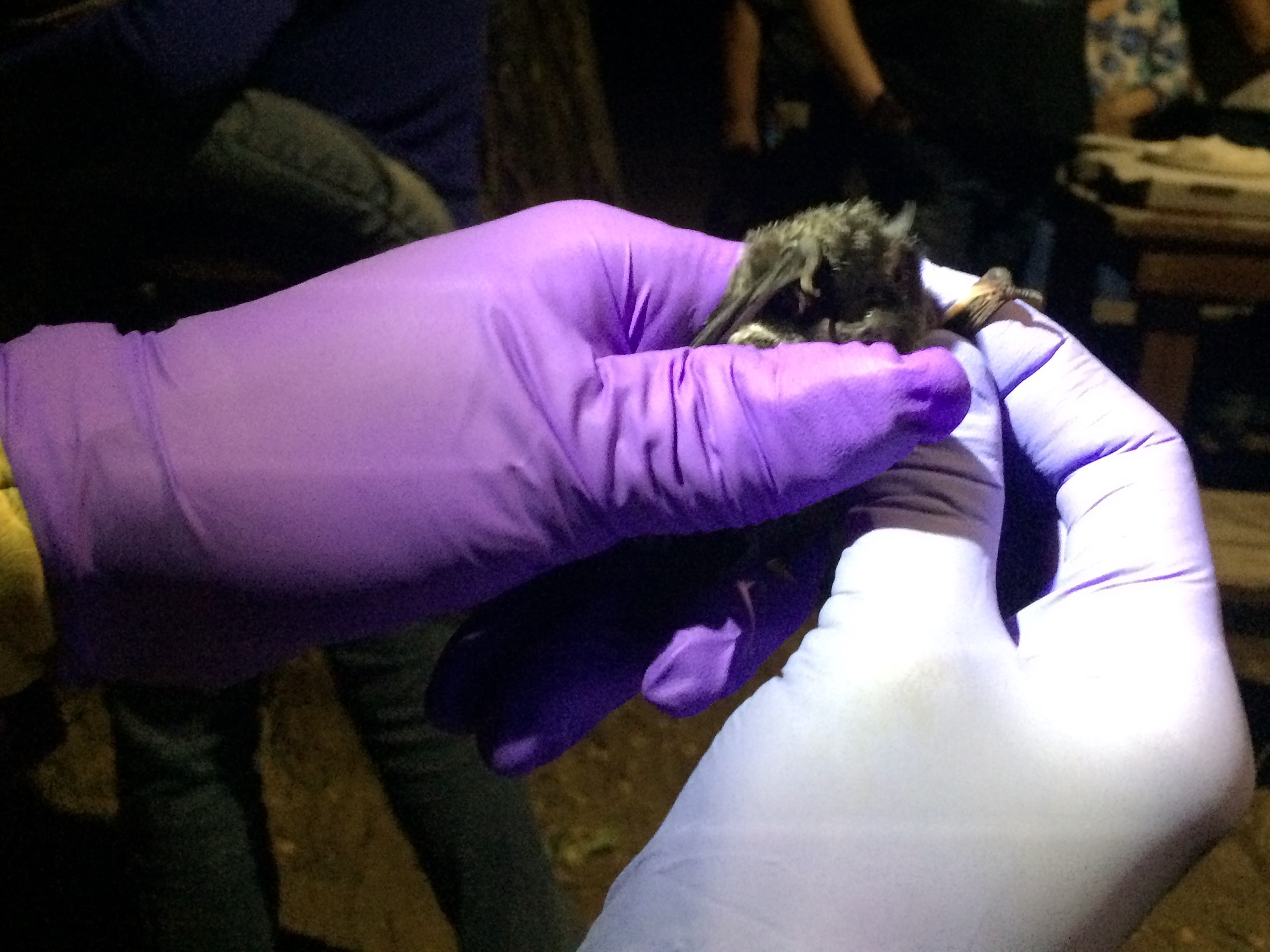 Bat Chat Bat Chat Photo