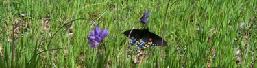 A monarch butterfly on a multiflowered brodiea