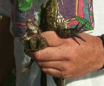 Five invasive bullfrogs being held by a researcher Five invasive bullfrogs being held by a researcher