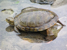 Western pond turtle at the edge of a creek