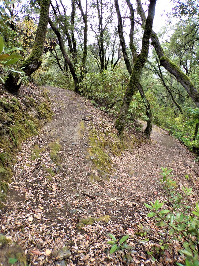 A switchback on Shasta Divide Nature Trail through lush oak woodland.