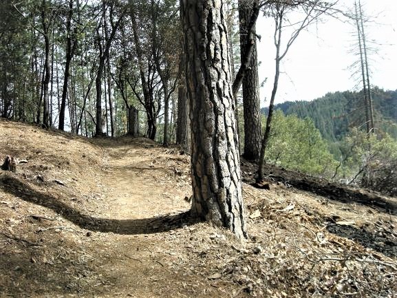 Dirt path through pine woodlands.