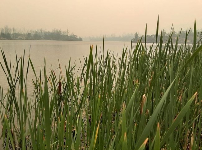 Green cattails and Whiskeytown Lake juxtaposed against smoky sky.