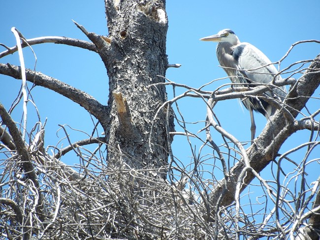 Great blue heron perched above a large bird nest. Greyish white bird with yellow beak in dead tree. Blue sky in background.