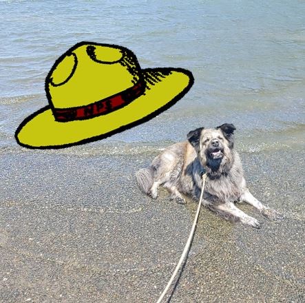 BARK Ranger Murphy, an Australian-German Shepard mix, on leash. Graphic of park ranger flat hat in upper left hand corner.