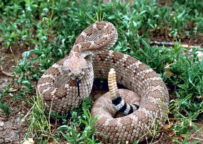 a rattlesnake. Characteristic, light-colored "rattle" at end of tale. Pit-viper-like head.
