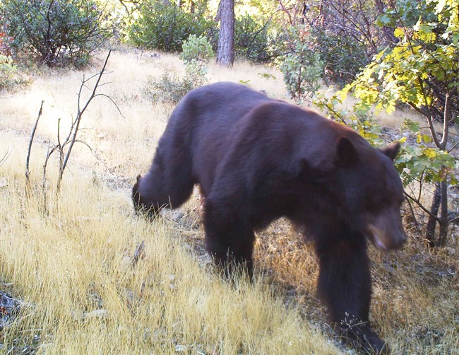 A large black bear walking through a grassy, wooded area of Whiskeytown.
