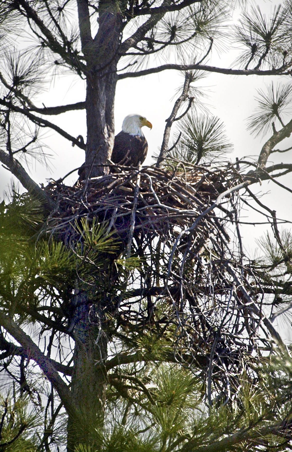 Bald eagle near the Oak Bottom arm of Whiskeytown Lake