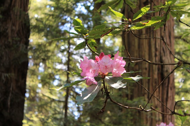 Rhododendron in pink bloom with redwood forest background.