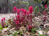 Indian Warrior wildflowers on the trail. Indian Warrior wildflowers on the trail.