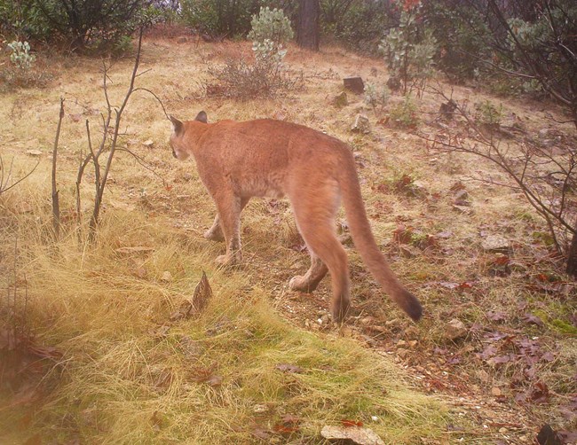 Mountain lion. Photo taken on one of the park's wildlife cameras.