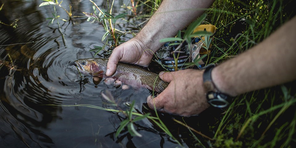 Releasing a fish