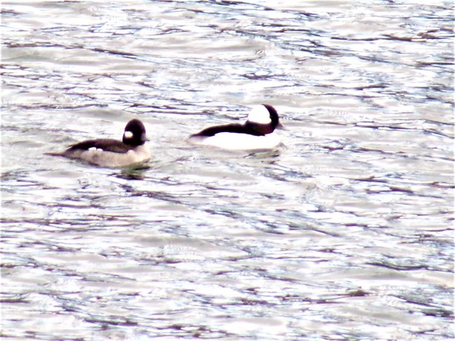 Bufflehead duck and Whiskeytown Lake. Bufflehead have distinct white spots.